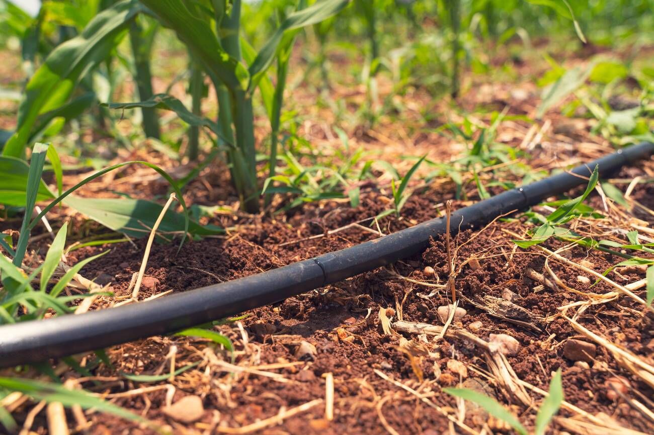 Water saving drip irrigation system being used in a Corn field Water saving drip irrigation system being used in a Corn field