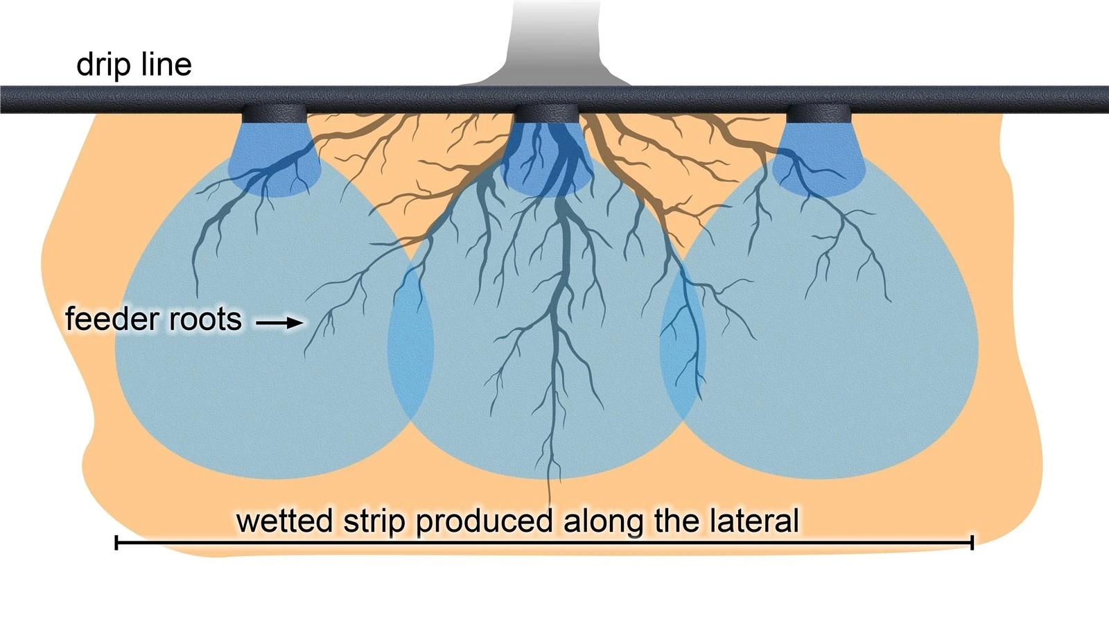 Cross section along a row showing wetted strip Cross section along a row showing wetted strip